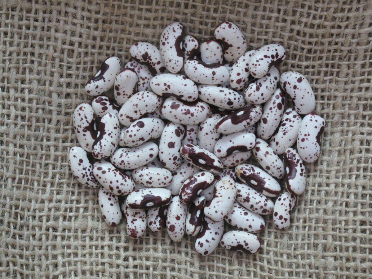 Dwarf French Bean Ernies Big Eye seeds
