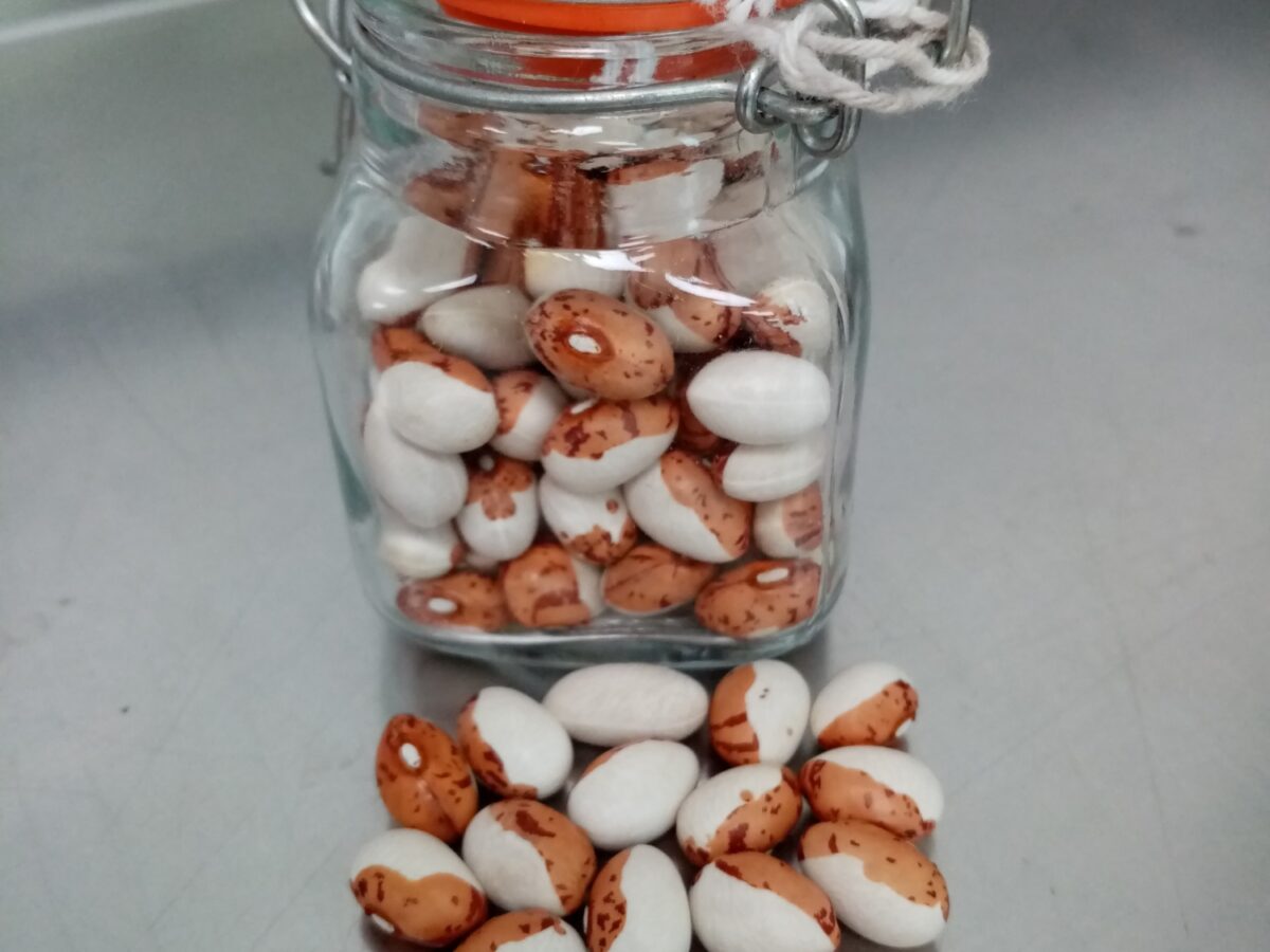 Dwarf French Bean Odawa Indian seeds and jar