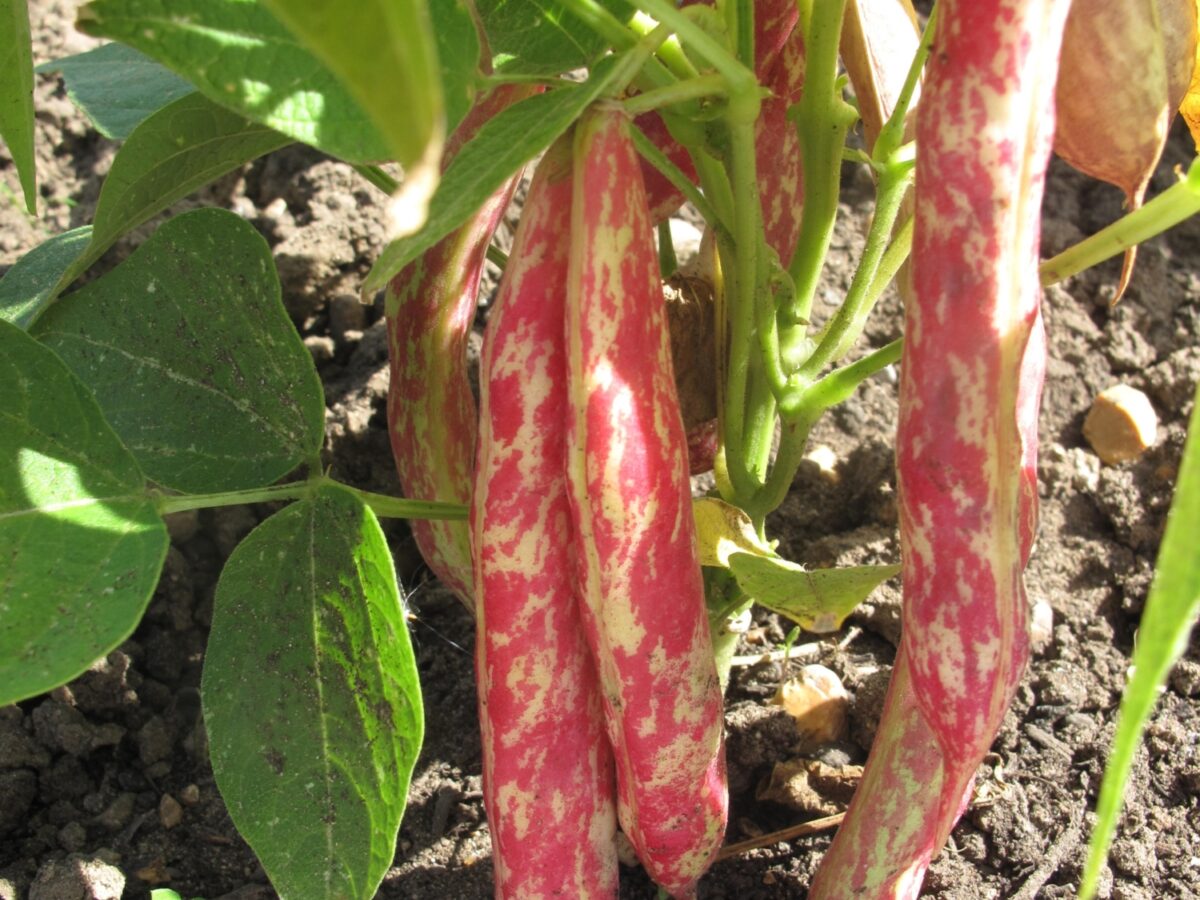 Dwarf French bean Dwarf Horticultural mature pods on plant