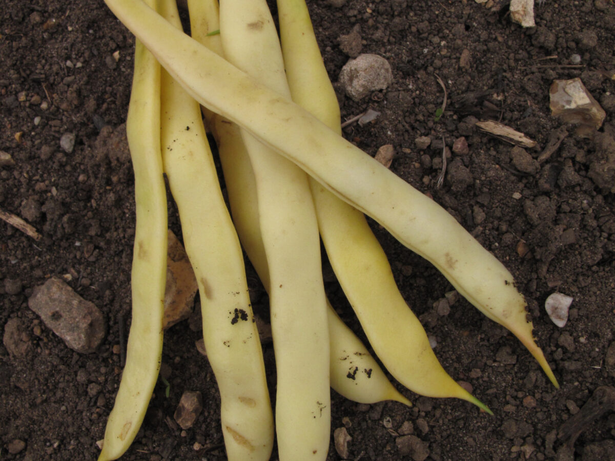 Dwarf French bean Hungarian Butter