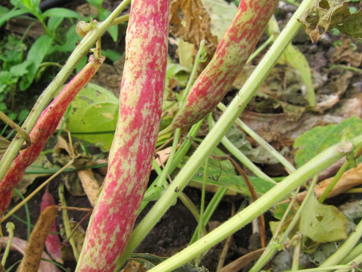 Dwarf French bean Starley Red Peas