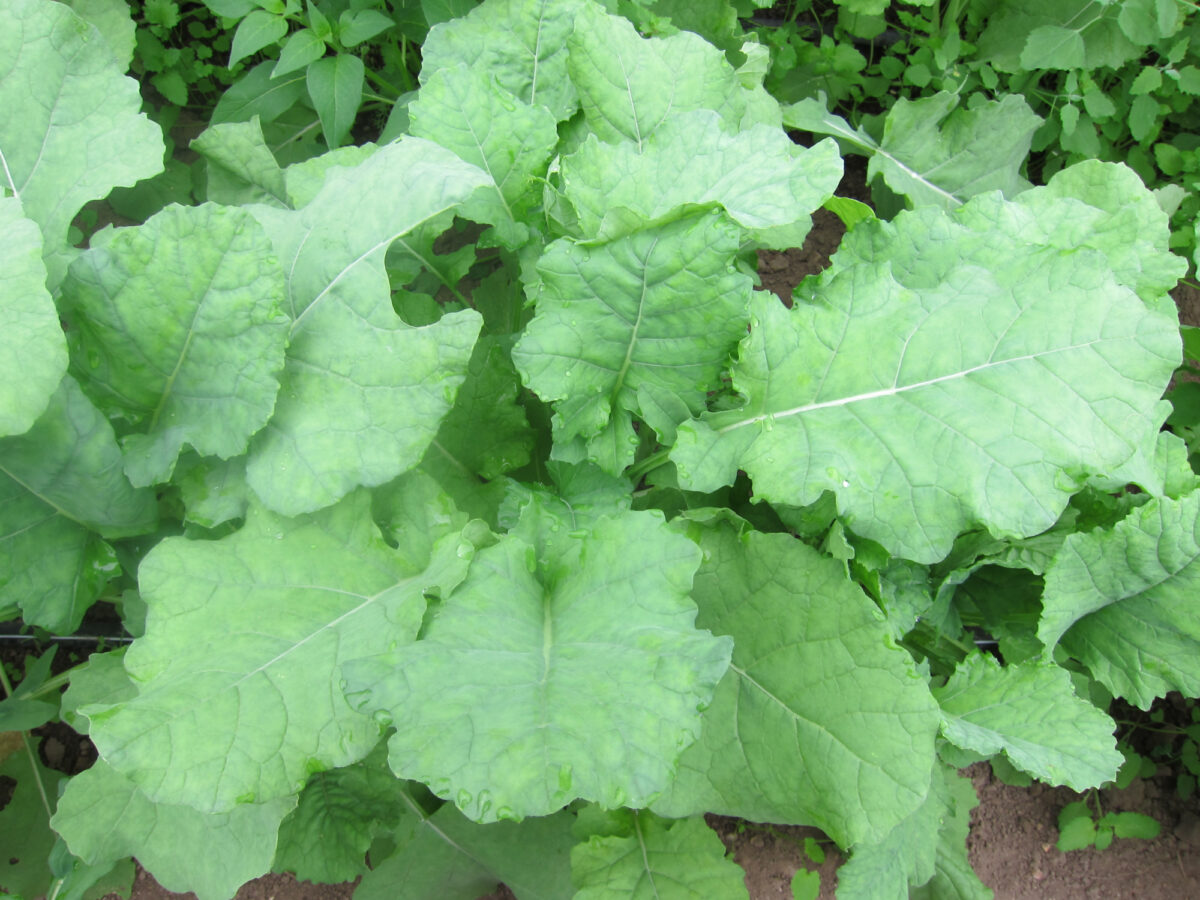 Indian Mustard Guptas Indian Mustard