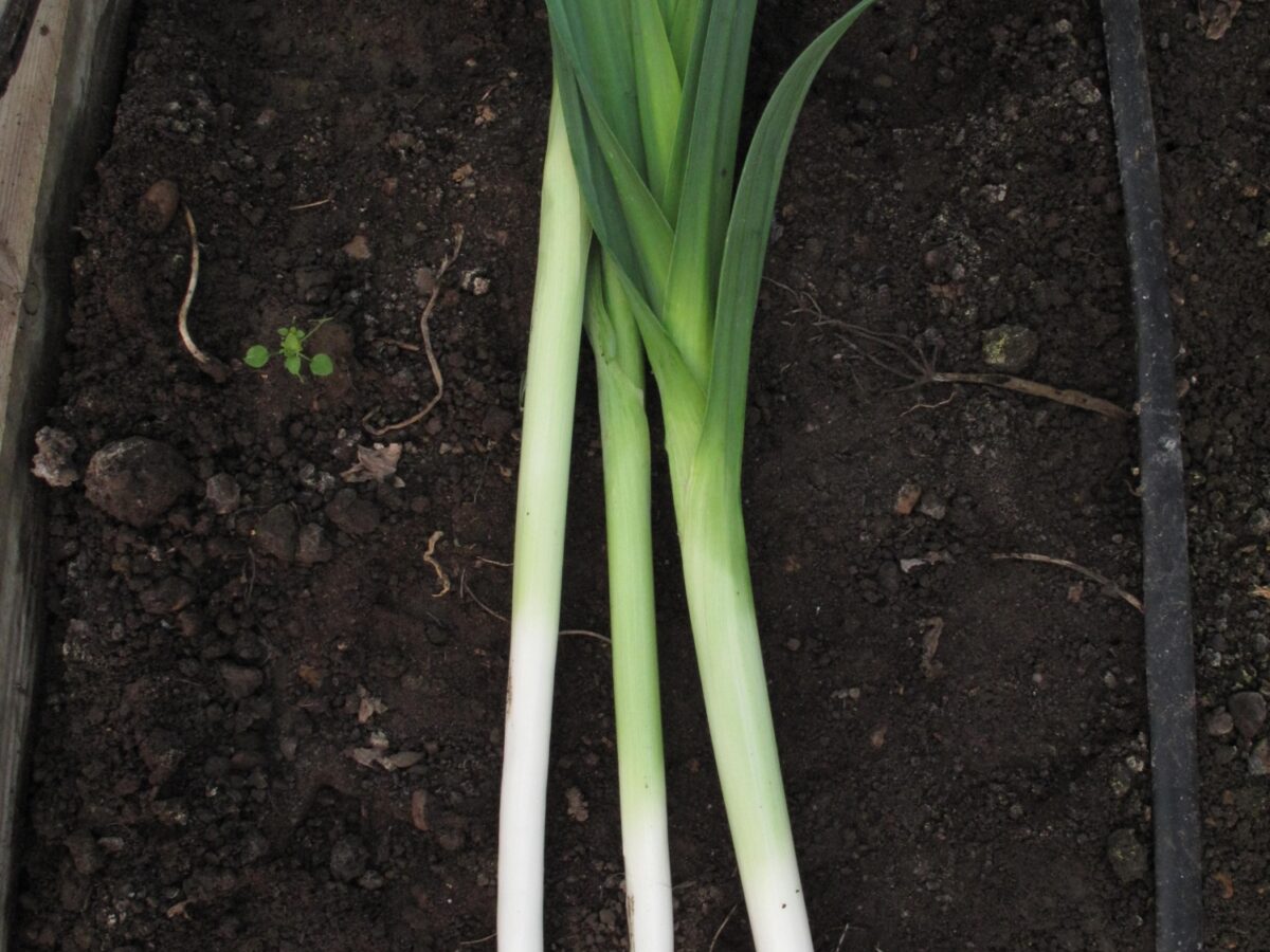 Leek Odin Longstanton