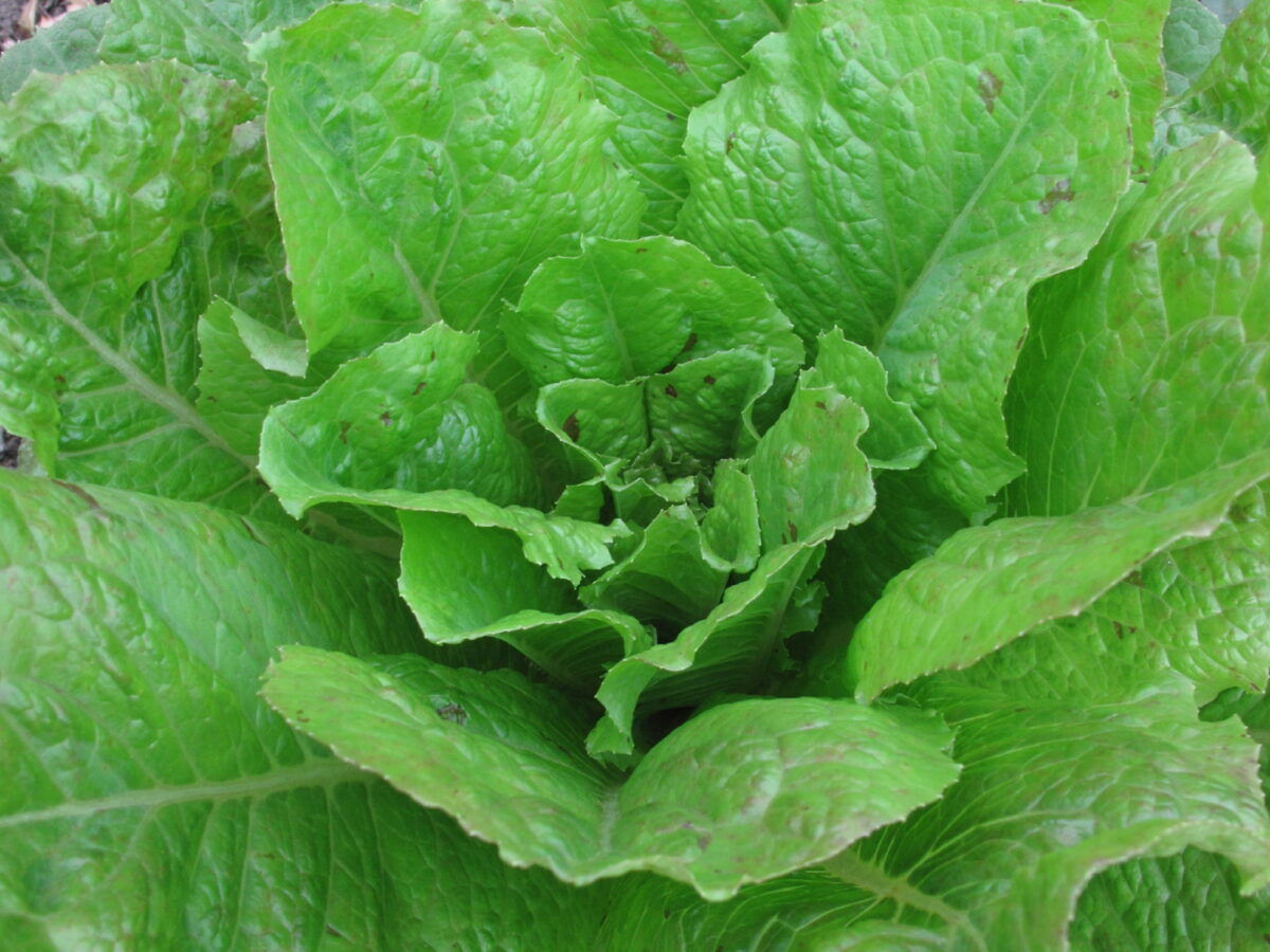 Lettuce Bloody Warrior