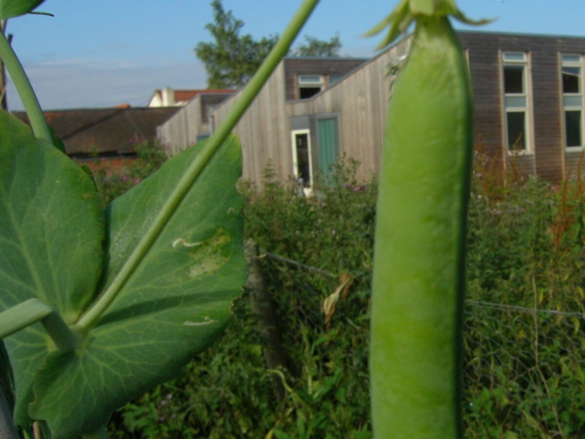 Pea Glory of Devon Pod Robert Motley