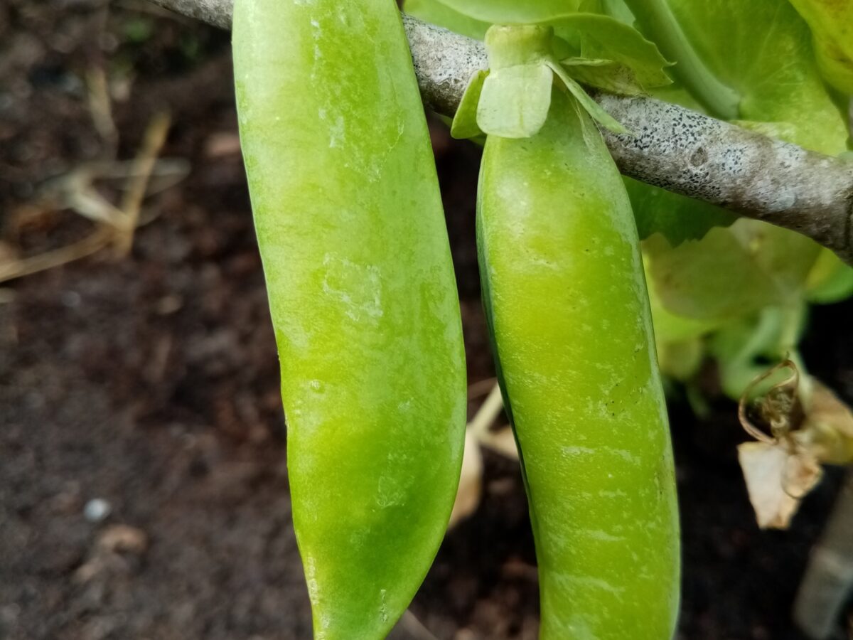 Pea Lincolnshire two pods