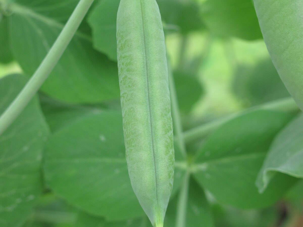 Pea Old England Kelway pod