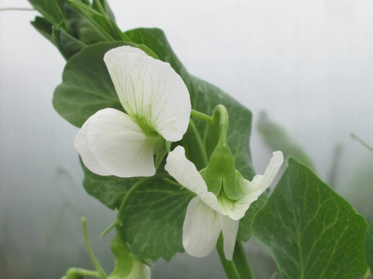 Pea Suttons Phenomenon flower