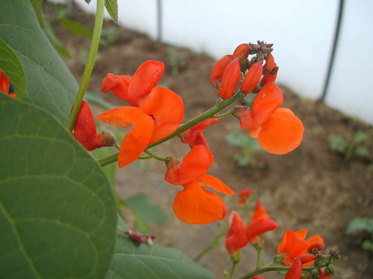 Runner Bean Churchfield Black flower