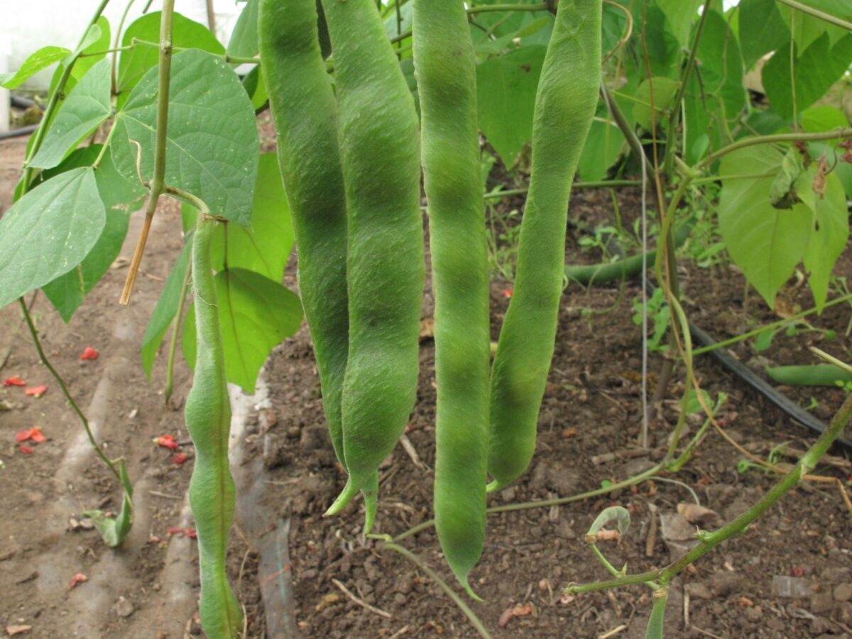 Runner bean Montacute Runners