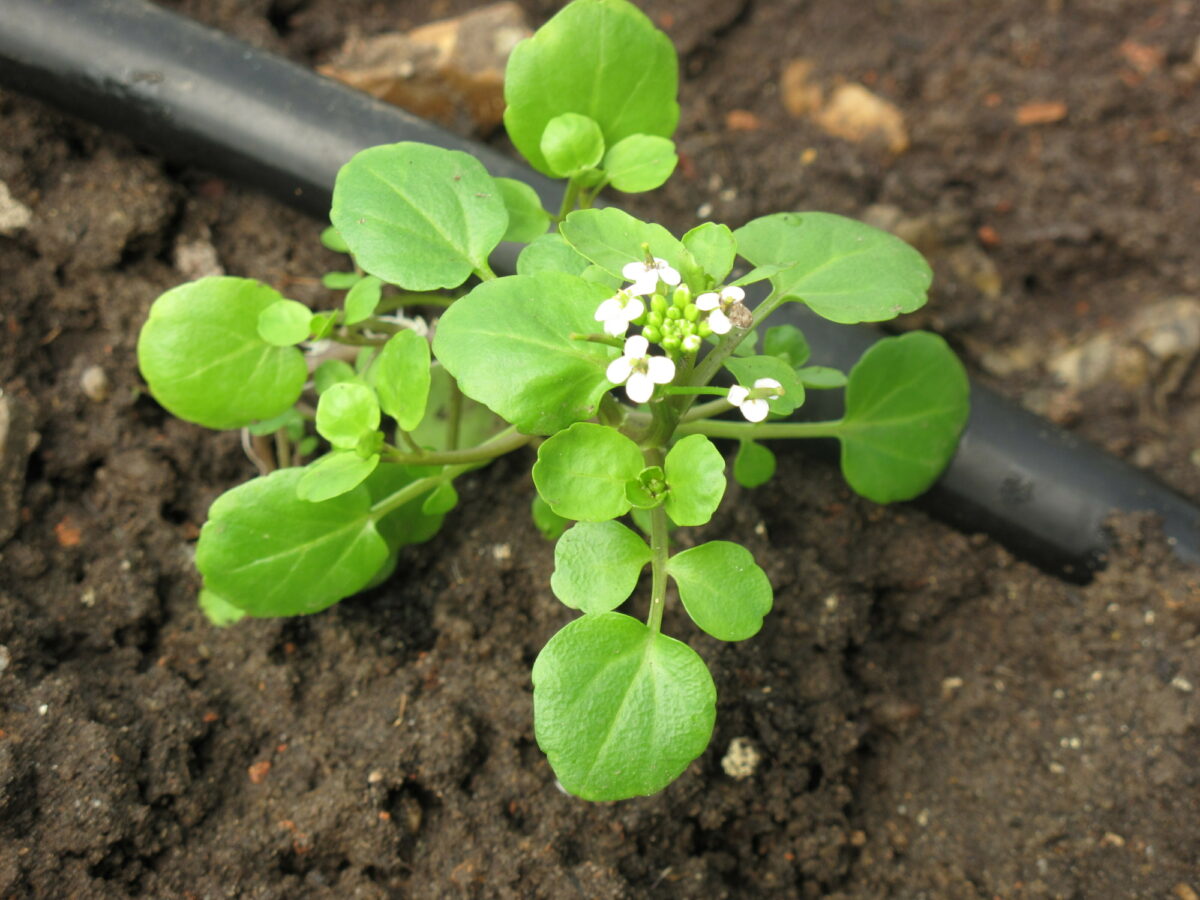Vietnamese Watercress Hongs small plant