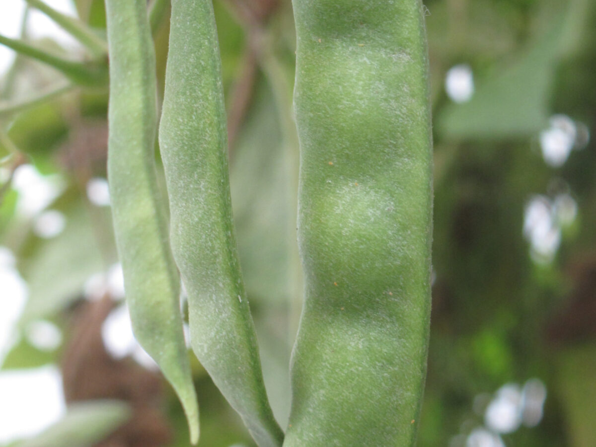 climbing French bean Canadian