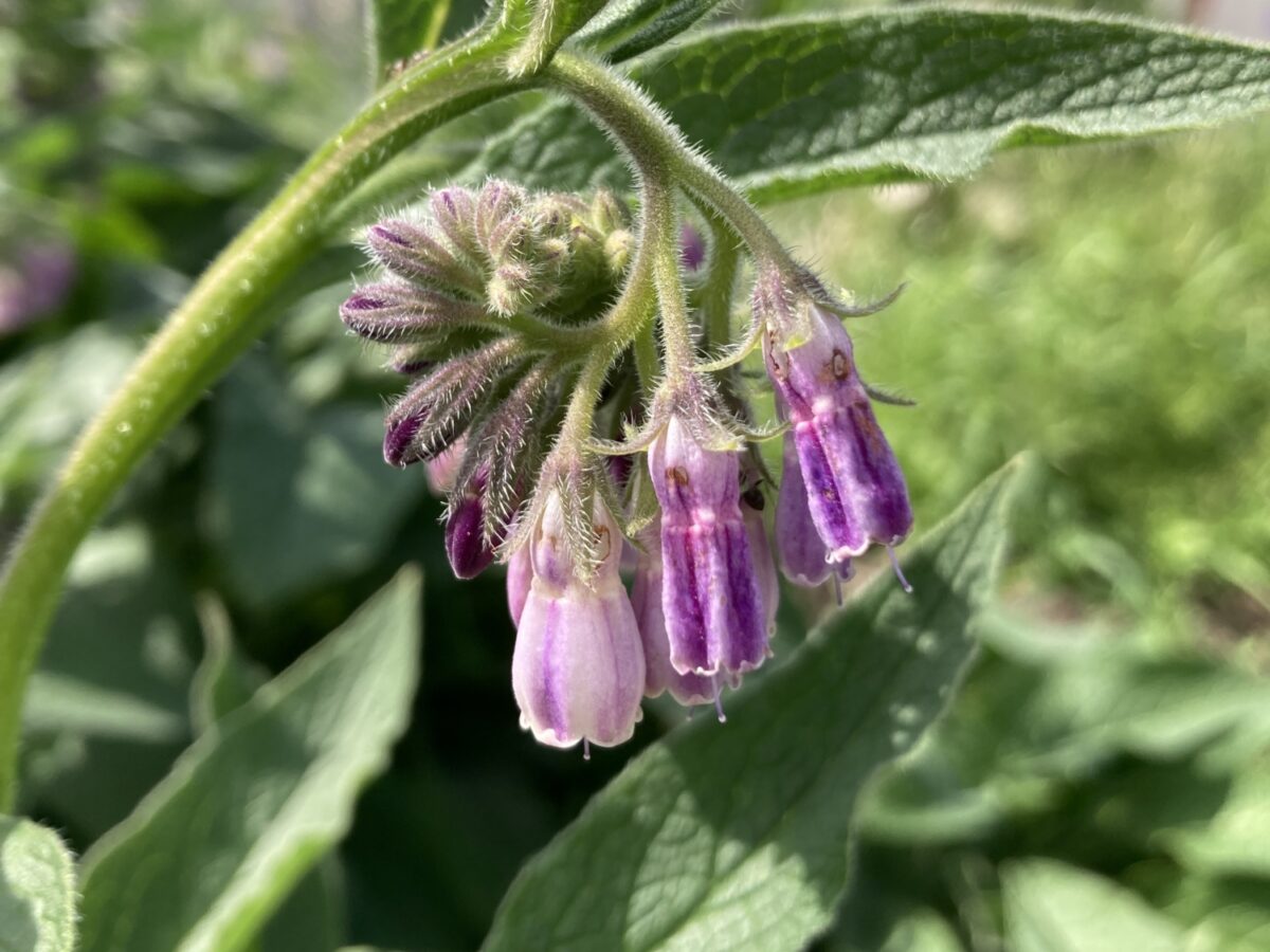 Comfrey flower