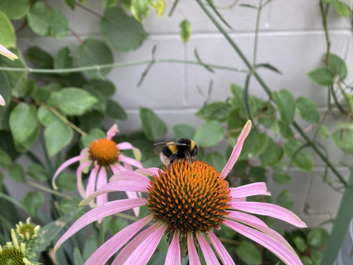Bumblebee on echinacea.