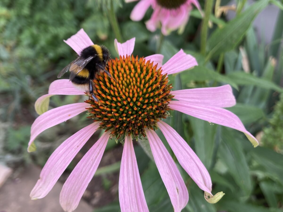 Bee resting on pink coloured echinacea