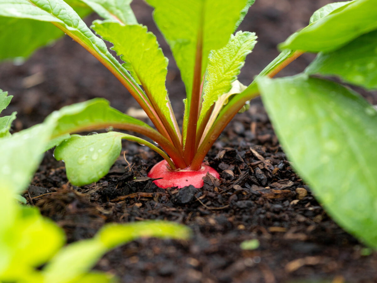 Vegetable plants emerging from the ground