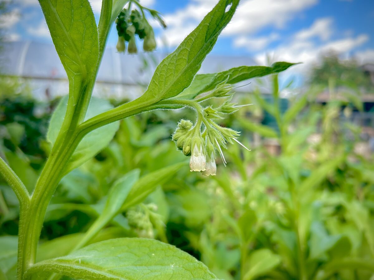 Common Comfrey in flower