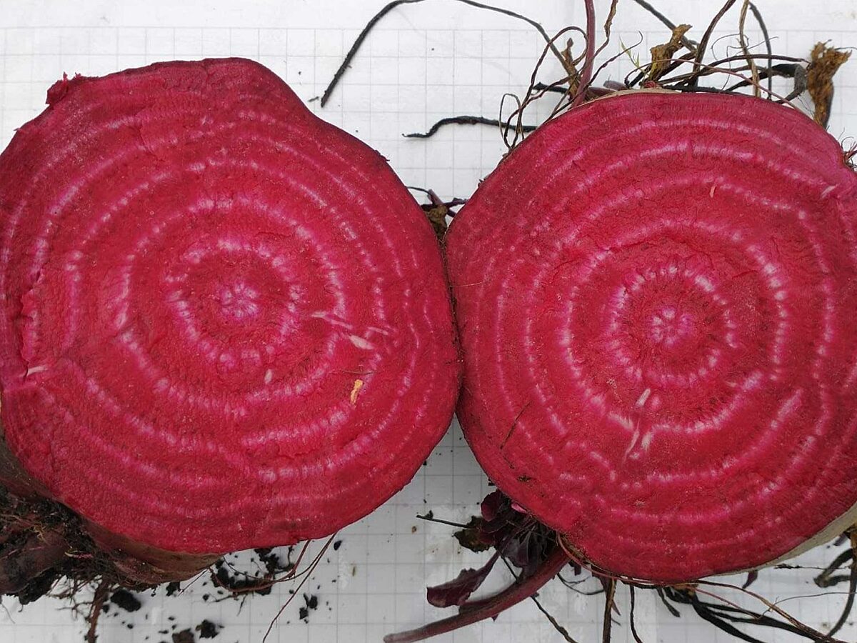 Beetroot, Variety MacGregors Favourite Beet, cut in half to reveal cross sections of red with white circles