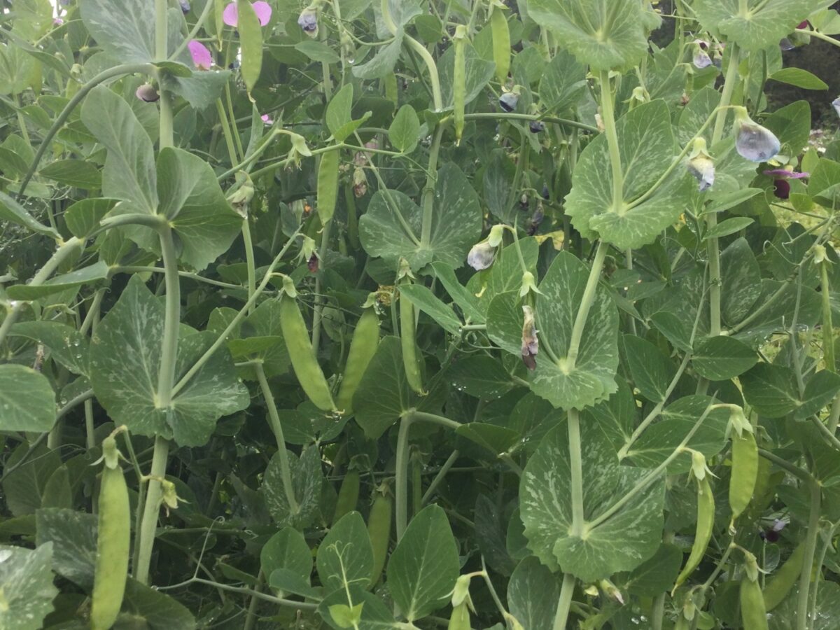 Peas on pod outdoors, Carlin variety