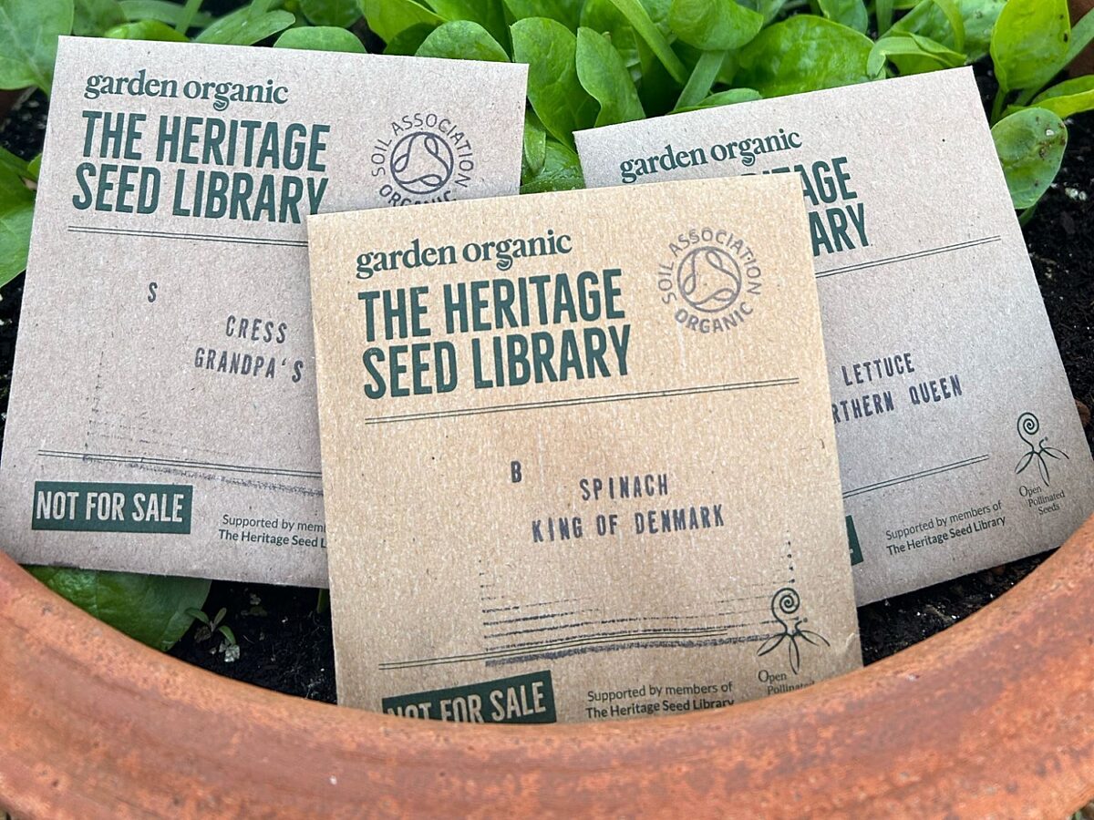 Three Heritage Seed Library Seed packets in a plant pot of spinach. The seed packets are Grandpa's Cress, Spinach King of Denmark and Lettuce Northern Queen.