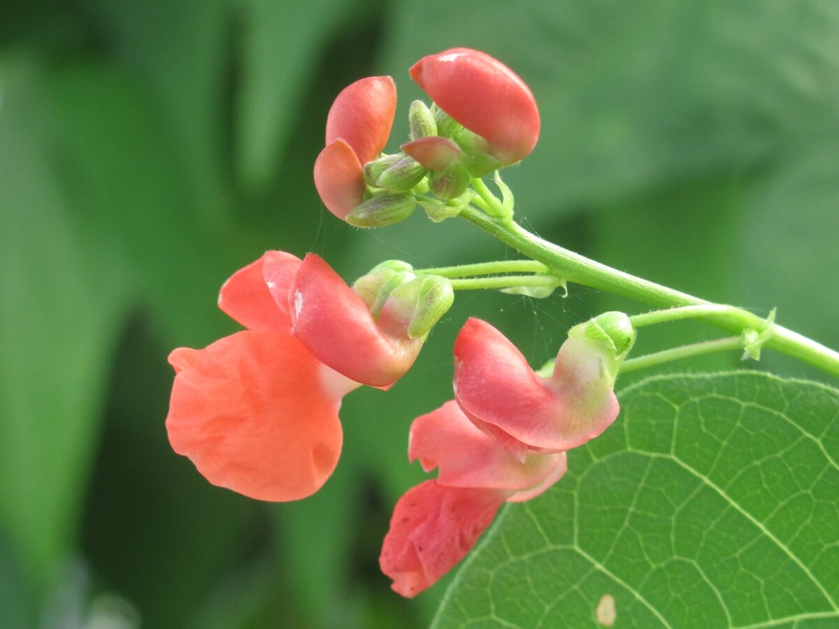 Climbing French bean Angel flowers