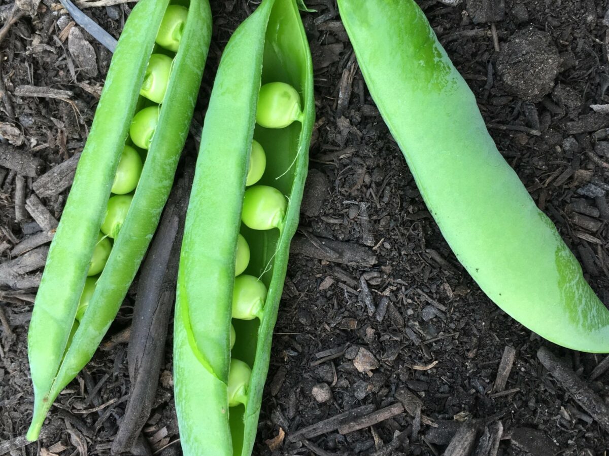 Pea Dwarf Defiance John Lee harvested pods