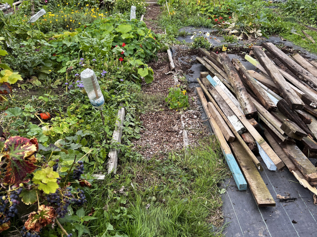 Chris Collins' allotment mid makeover