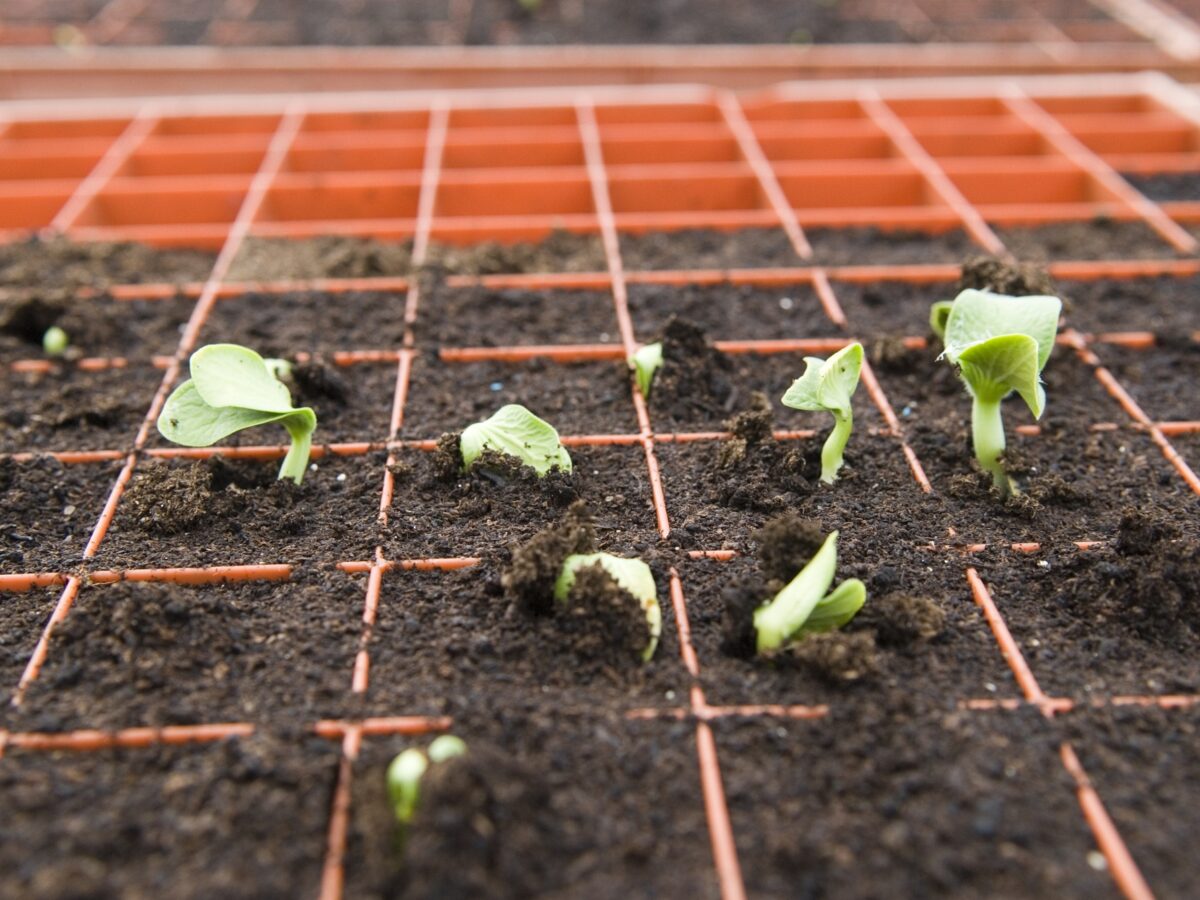 Germinating courgettes