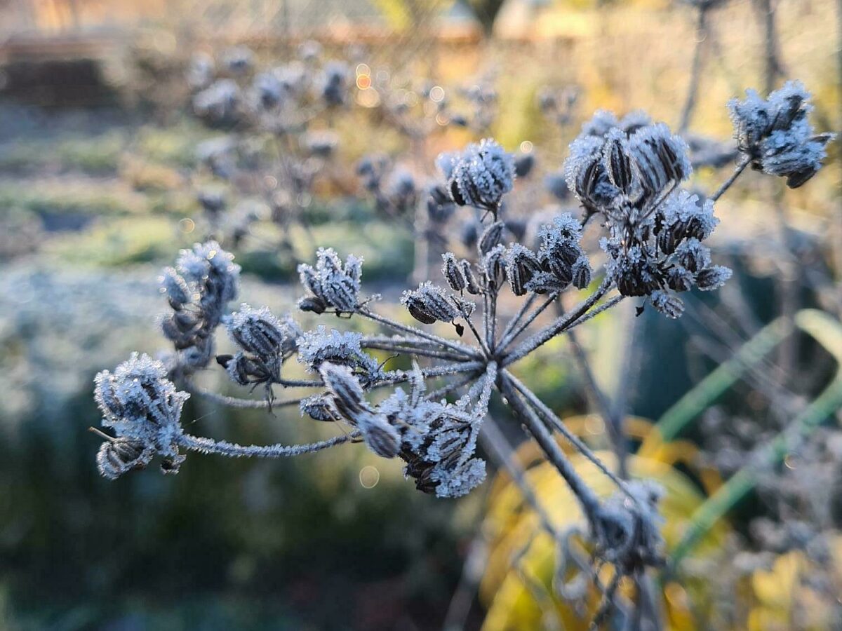 Angelica