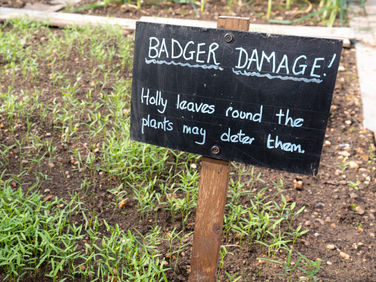Sign about badgers