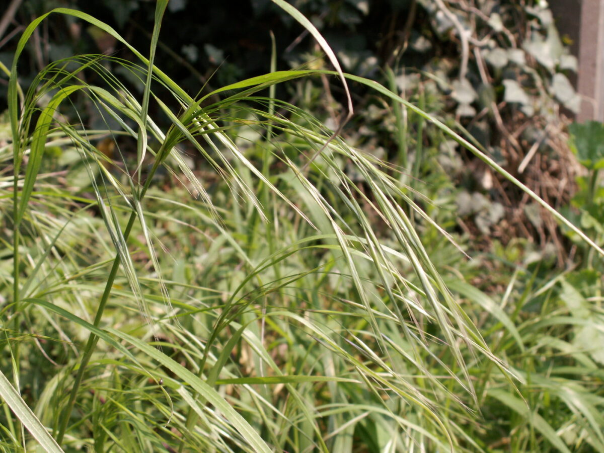 Barren brome weed