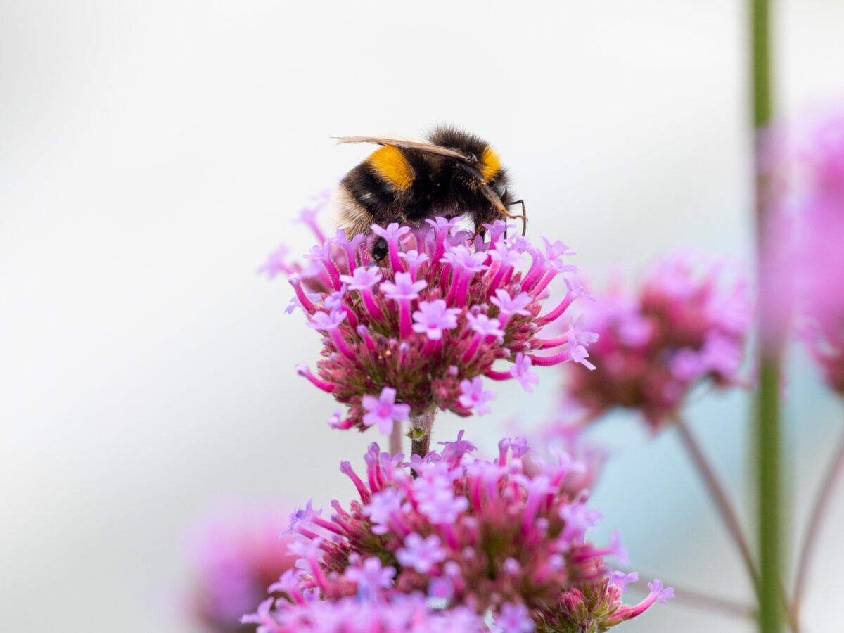 Bee sitting on top of a pink verbena flower