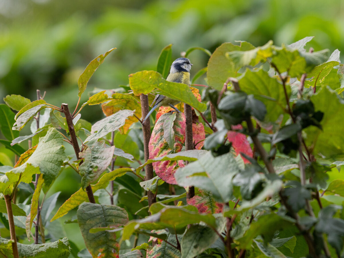 Blue Tit Bird sitting in leaves