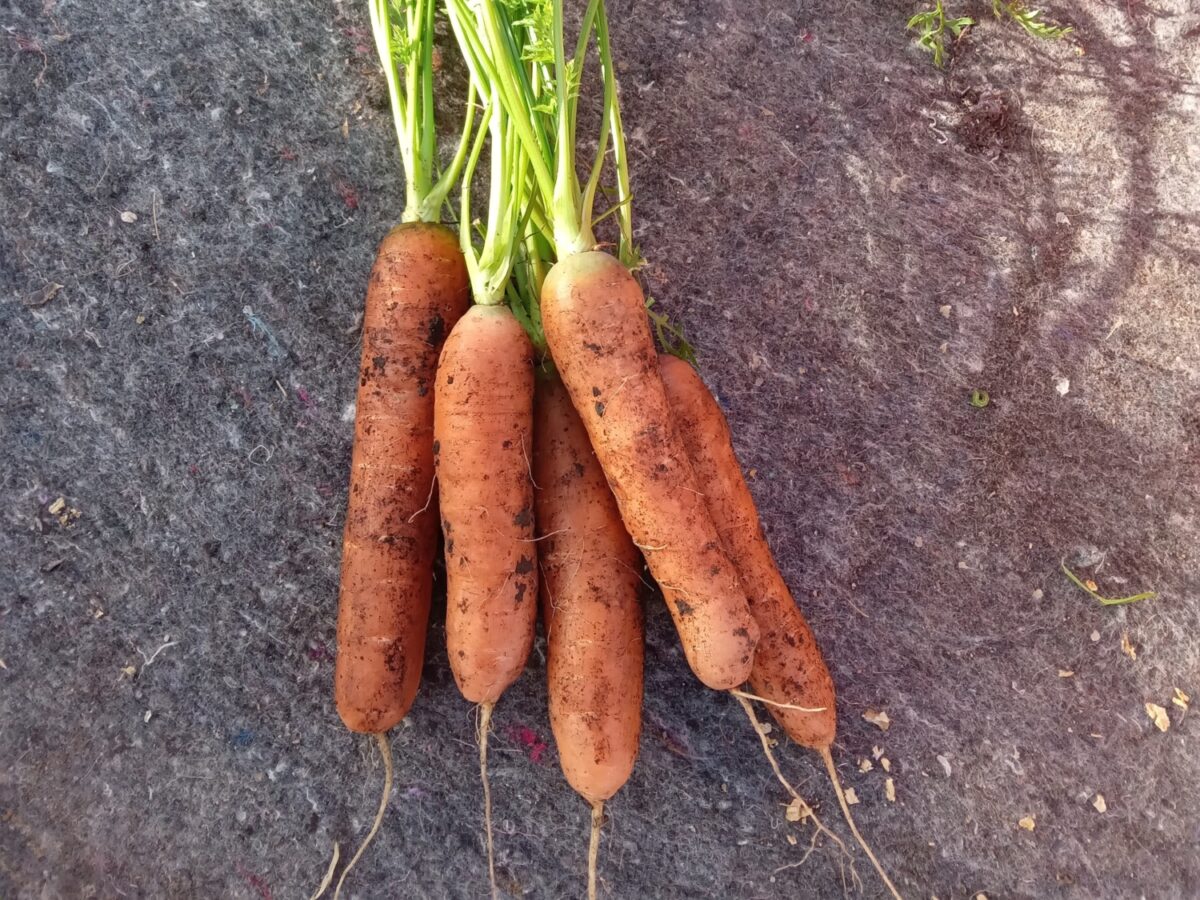 Manchester Table Carrot