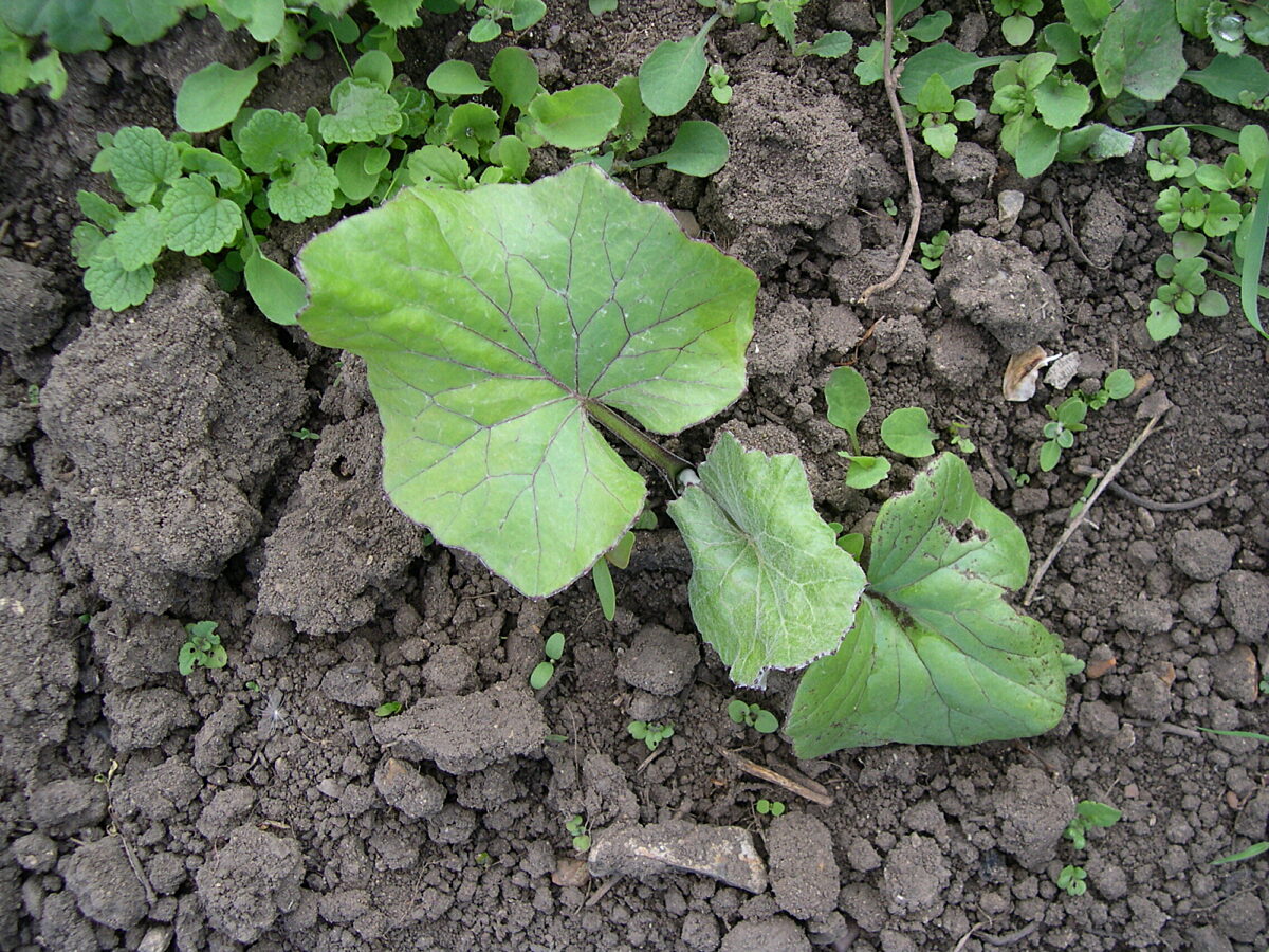 Image of the weed Coltsfoot growing in the UK