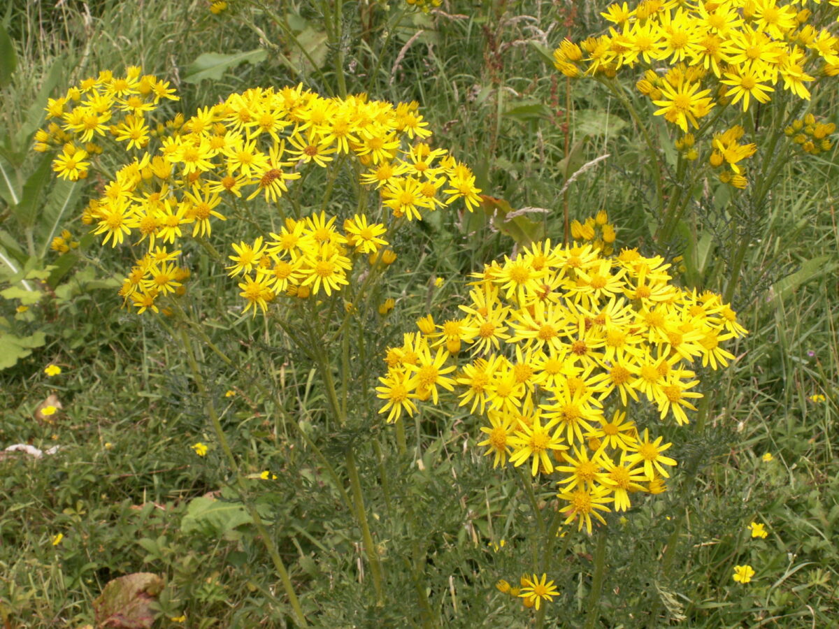 Common ragwort with bright yellow flowers