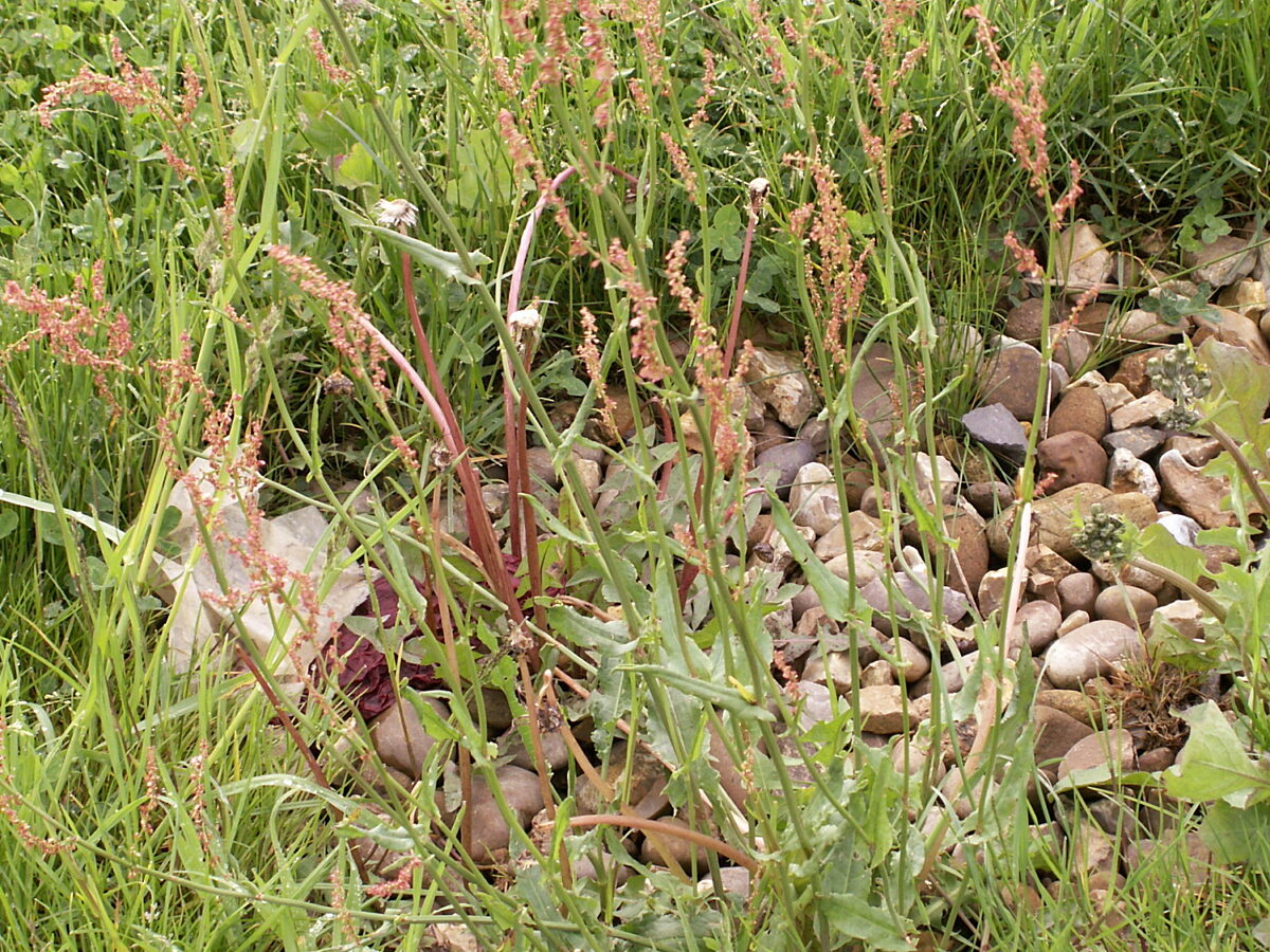 Common sorrel growing in the UK