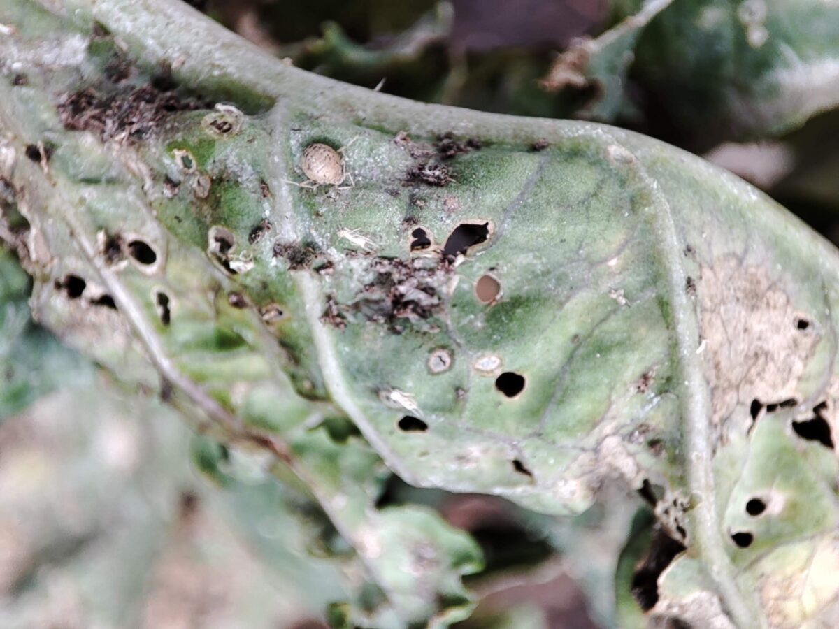 Ragged jack kale with parasitised aphid