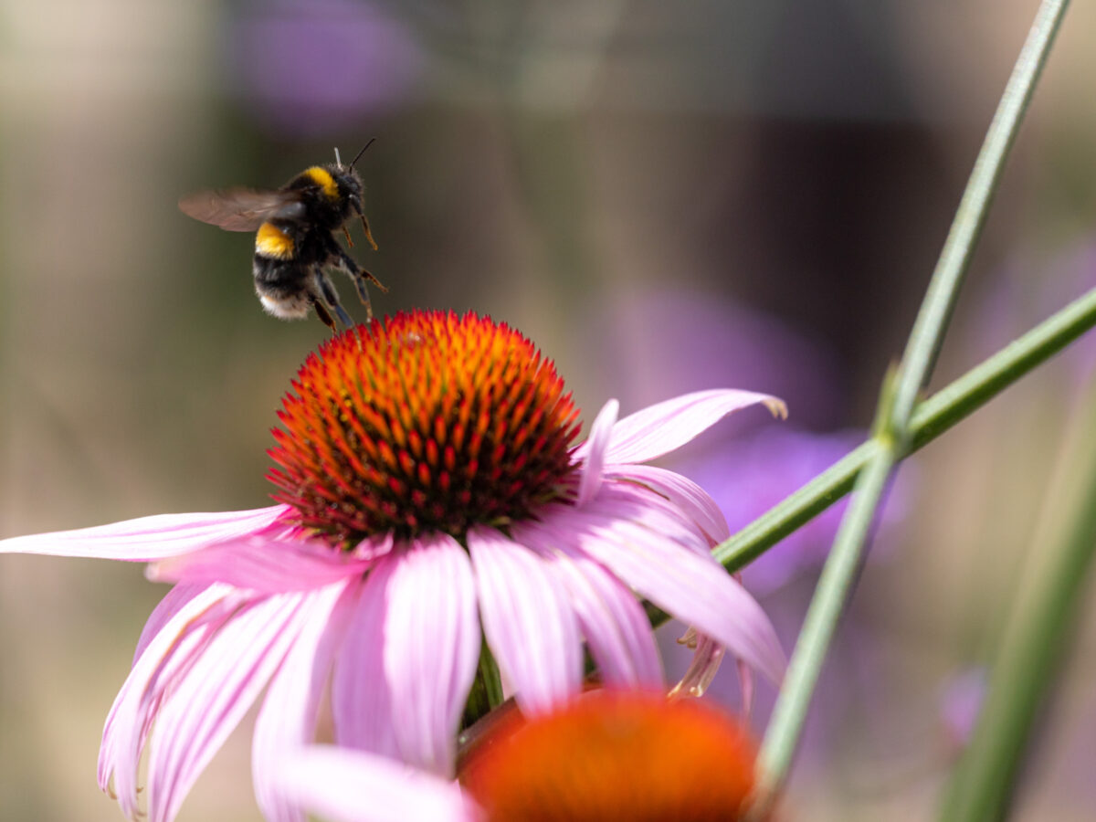 Alternative text should describe the visual content of the image.