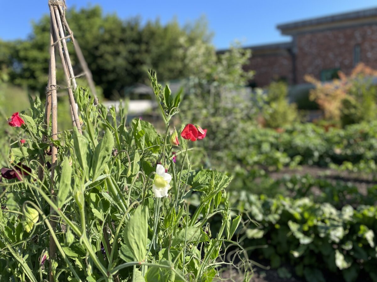 Ryton garden in June