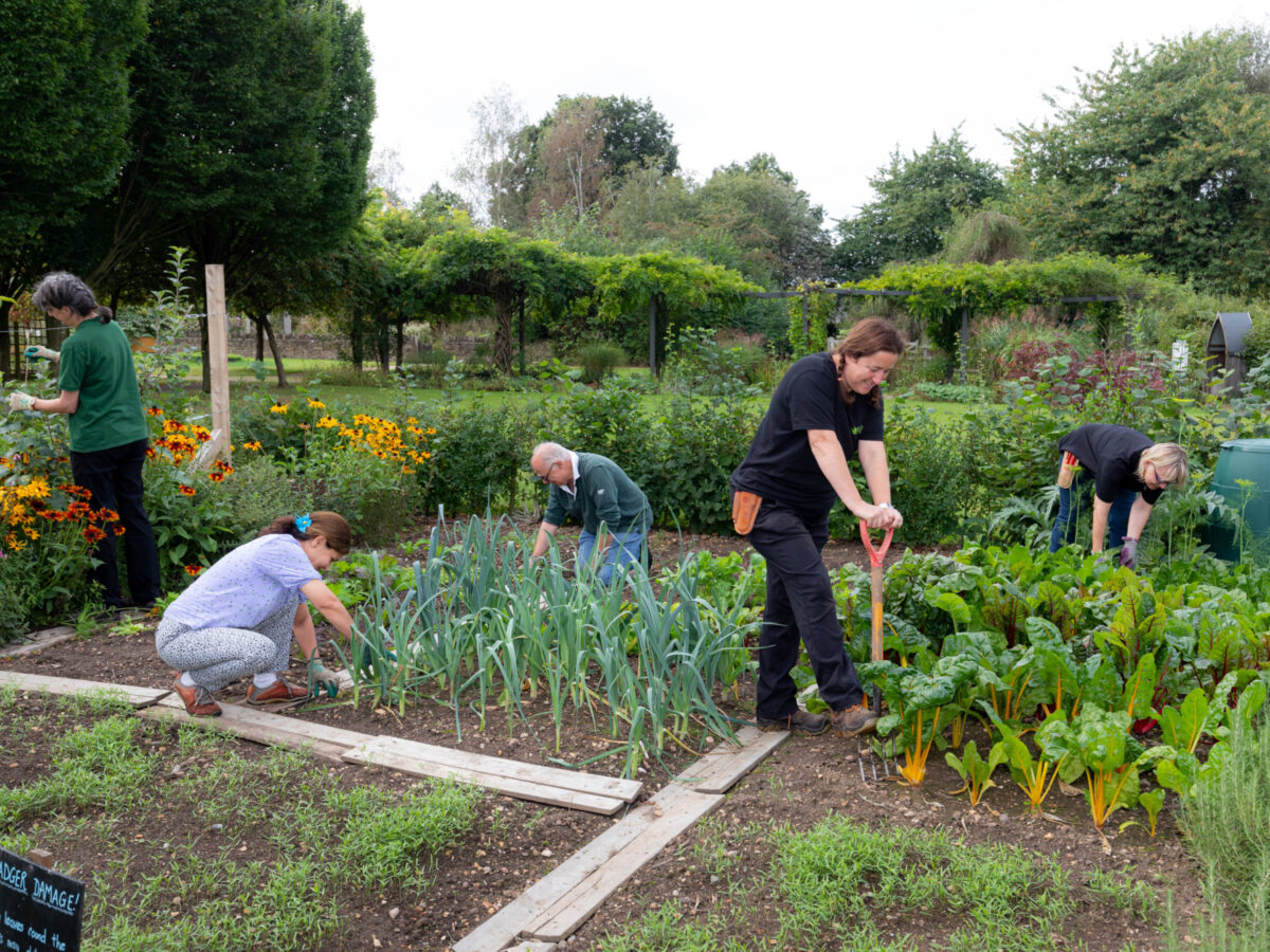 Volunteers working in the gardens
