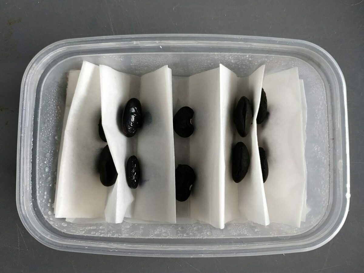 Pairs of black seeds separated by tissue in a plastic tub.