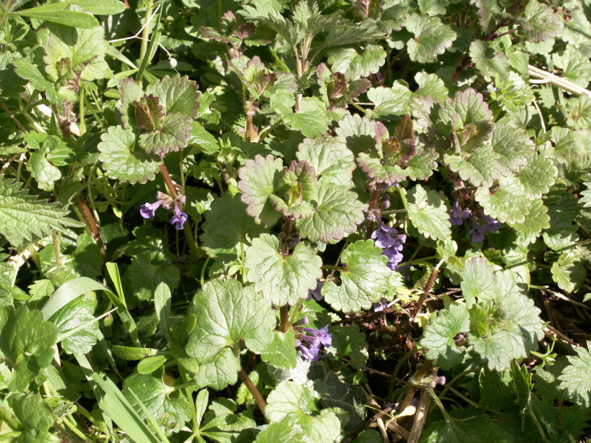Ground ivy viewed from above