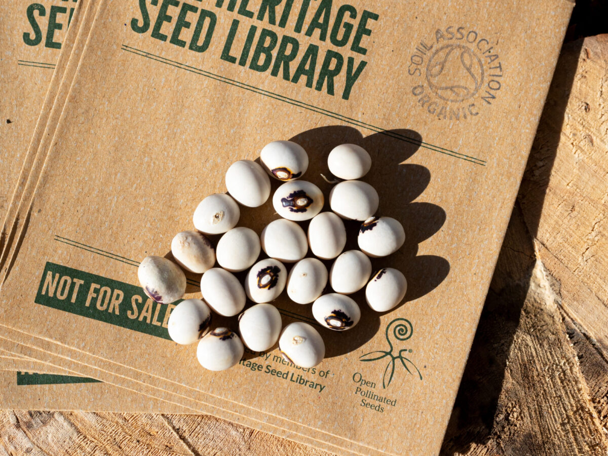 White climbing french beans with a unique black pattern, laying on top of Heritage Seed Library seed packets