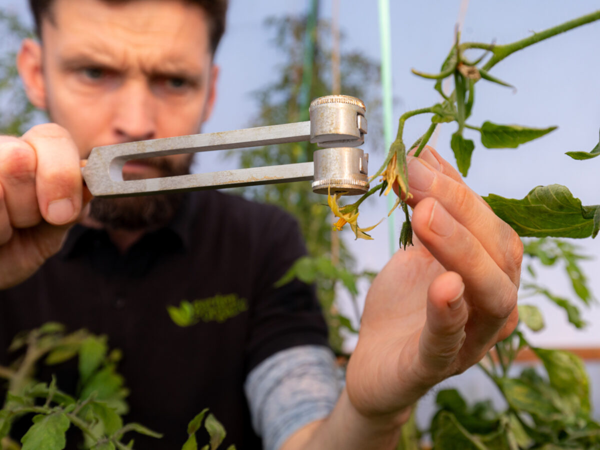 a man holding a tuning fork above a tomato flower