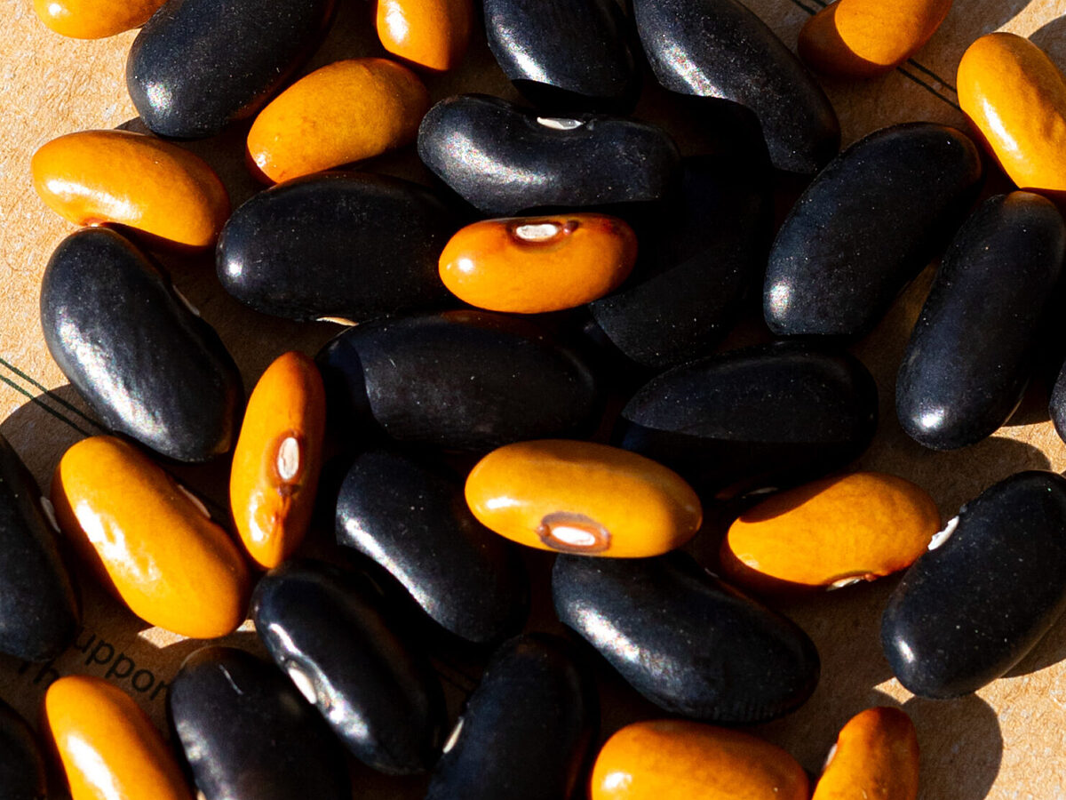 Dwarf French Bean, Variety Ukrainian Comrades, Yellow and Black Beans