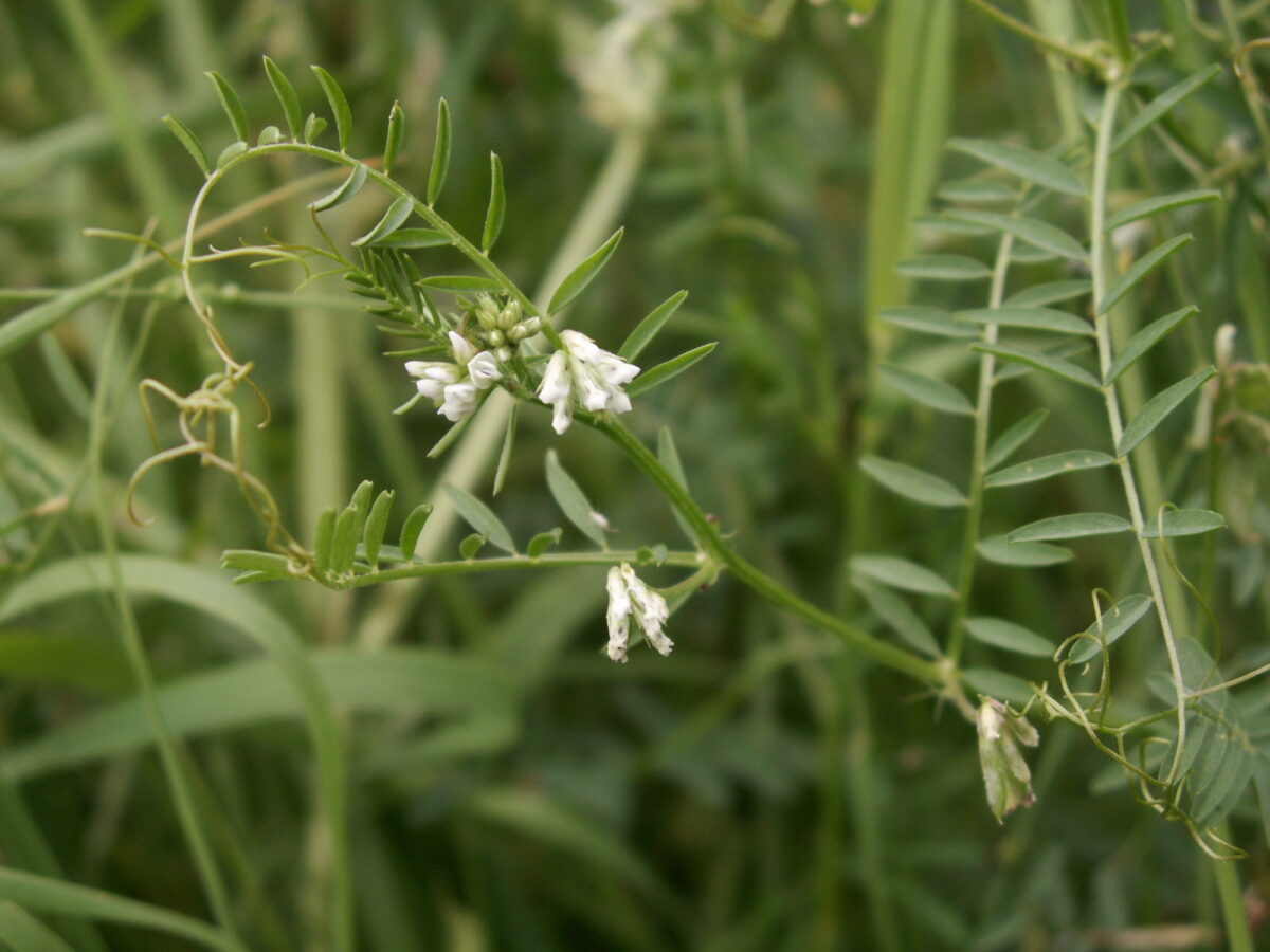 Hairy tare with little white flowers growing in the UK