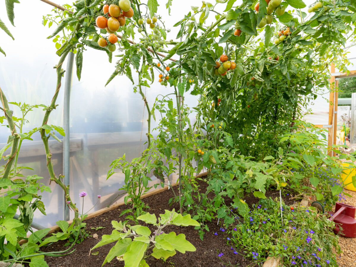 Tomatoes and flowers growing in polytunnel