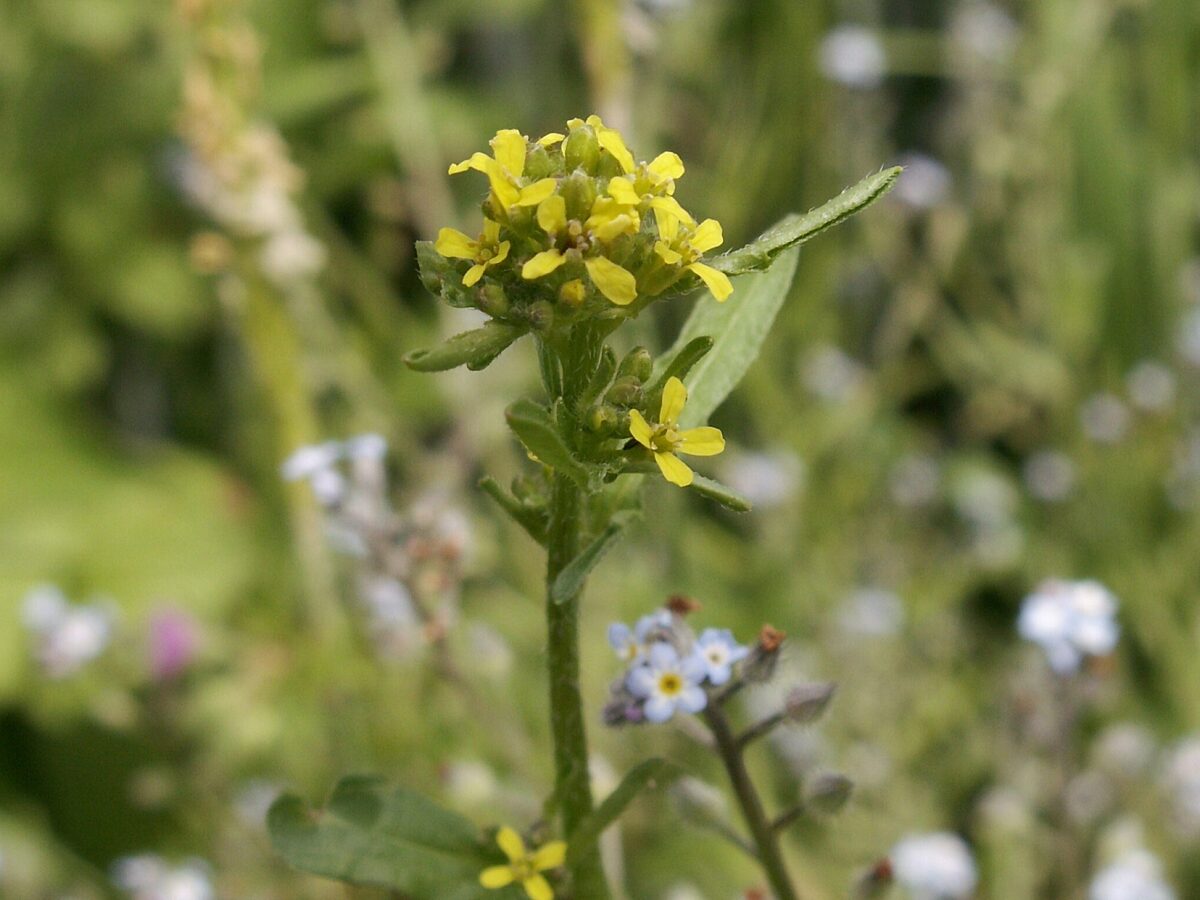 Small yellow flowers of the weed hedge mustard