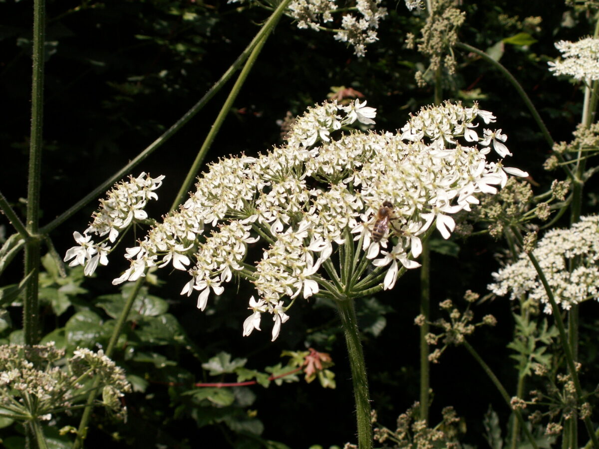 Hogweed flowers